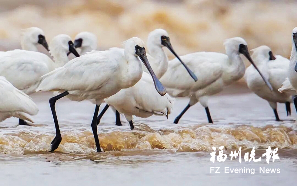 近期大批候鸟抵达福州 到闽江河口湿地看黑脸琵鹭