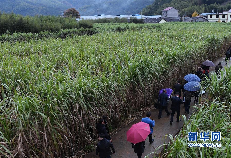 （丰收的味道）（6）福建松溪：“百年蔗”喜丰收