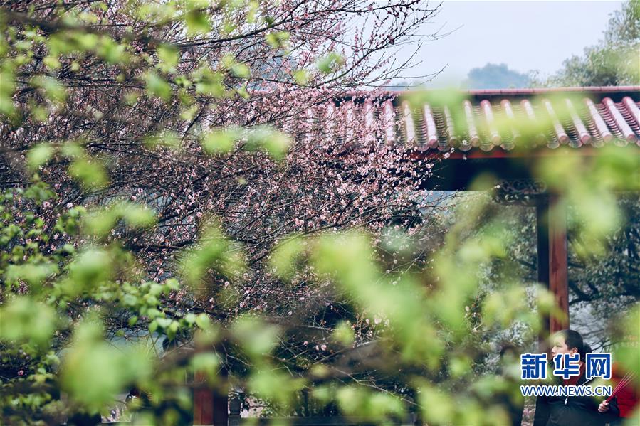 （春季美丽生态）（3）福州：古寺梅香