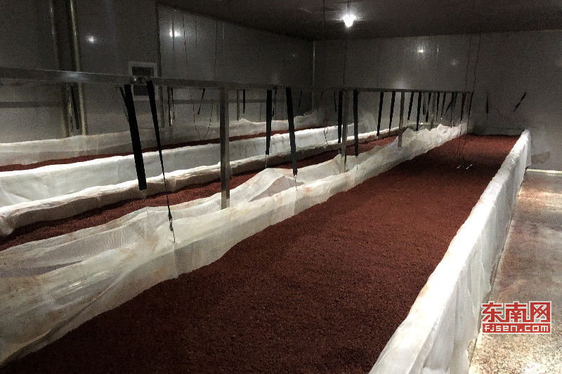 恒温恒湿的发酵车间更有利于红曲的生产。龚键荣 摄.jpg