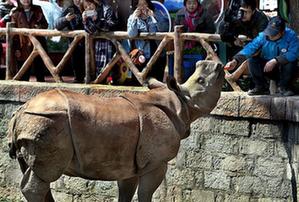 （社会）（1）上海：亚洲独角犀牛正式与游客见面