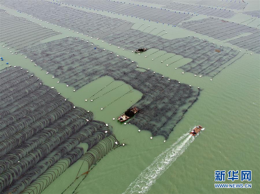 (经济)(2)福建霞浦迎来海带收获季