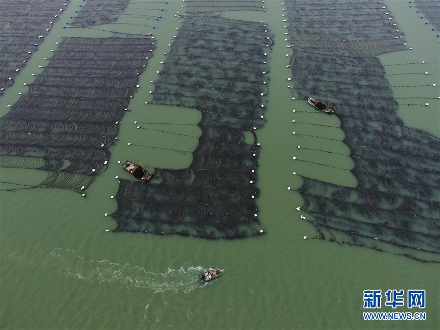 (经济)(5)福建霞浦迎来海带收获季