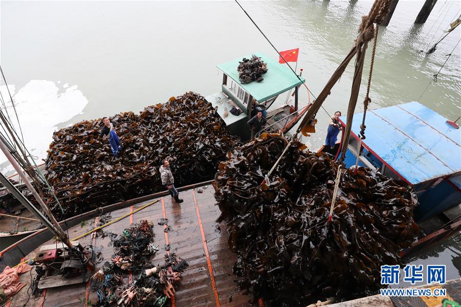 (经济)(6)福建霞浦迎来海带收获季