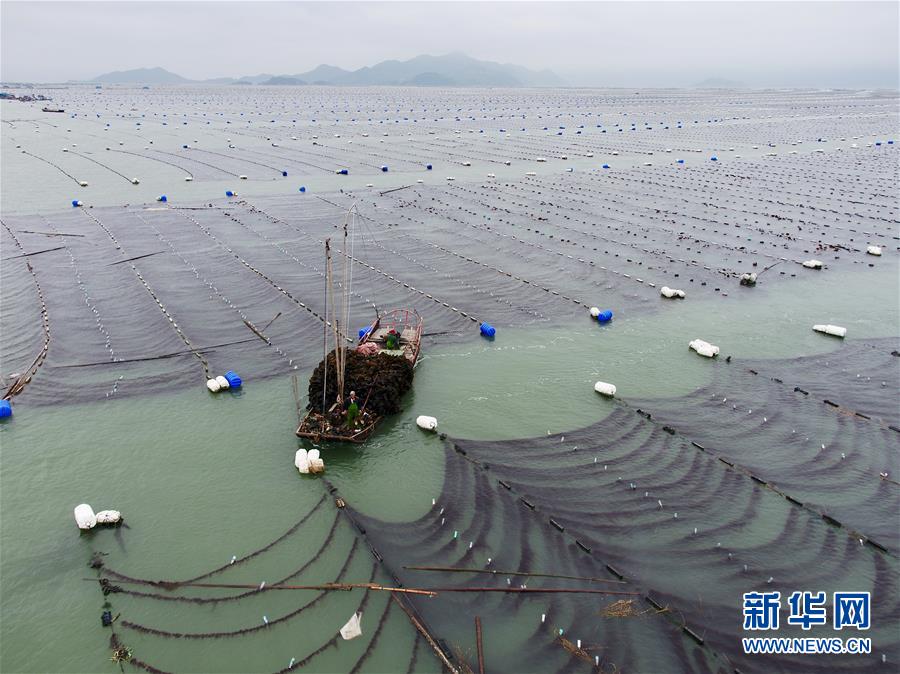 (经济)(7)福建霞浦迎来海带收获季