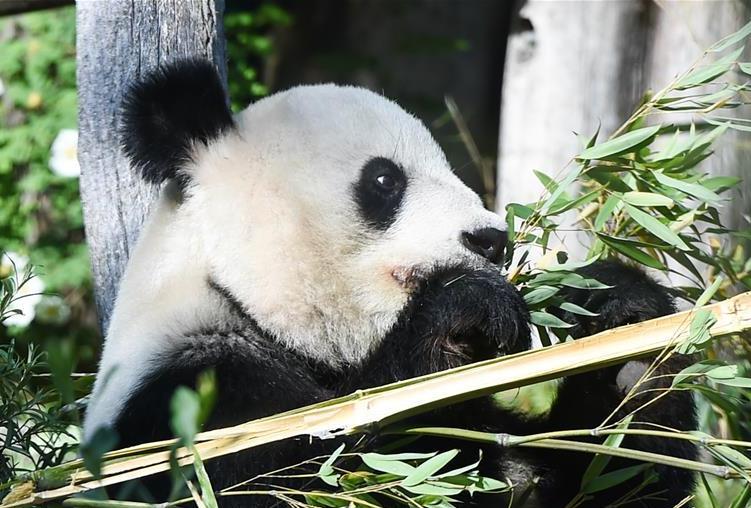 （国际）（2）维也纳：大熊猫“阳阳”的幸福生活