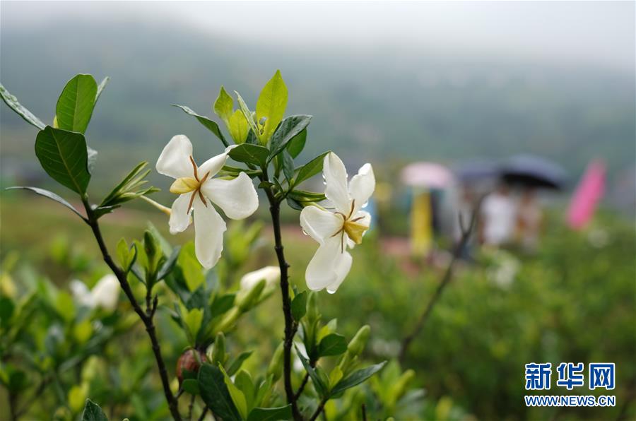 （环境）（3）栀子花开 香满贯岭