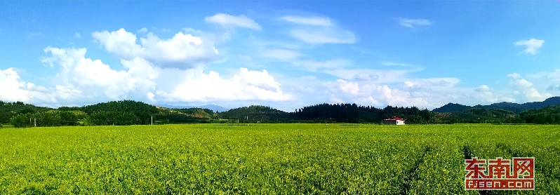 图为建宁县杂交水稻制种基地.jpg