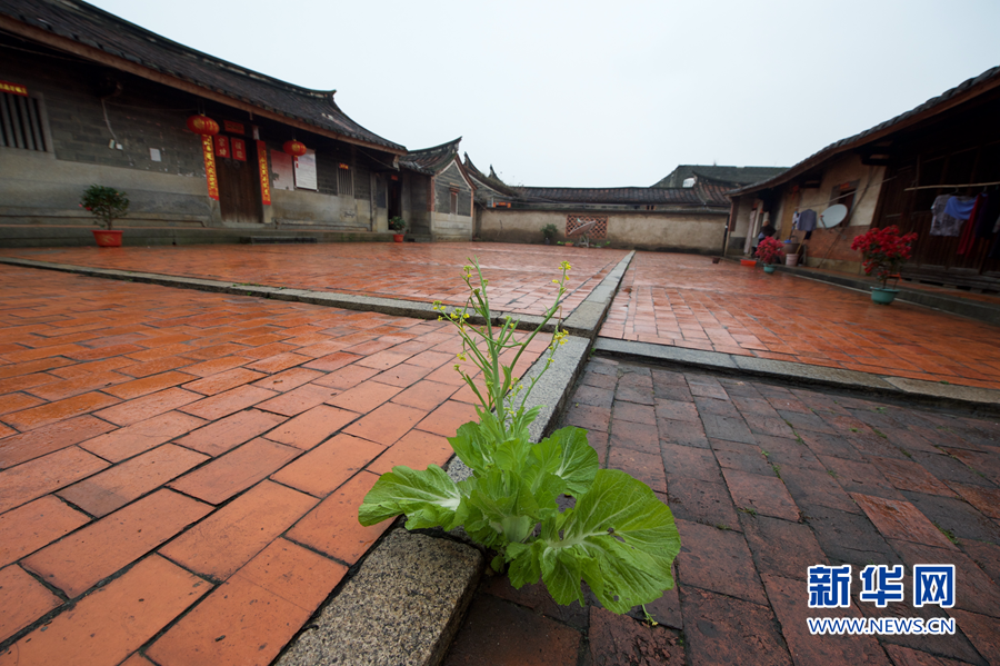 福建省漳州市天宝镇洪坑村一处传统院落内,一棵野菜钻石而出(3月18日