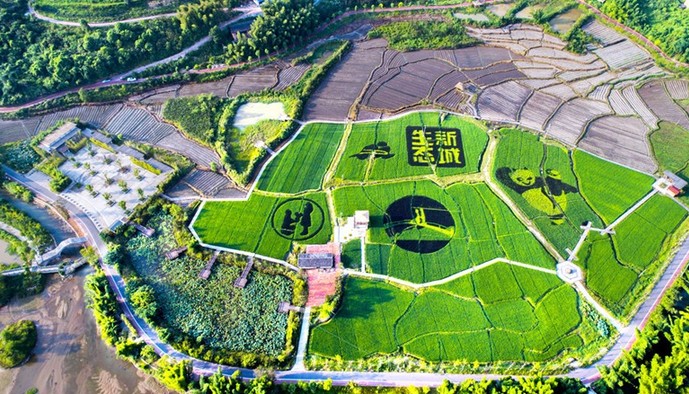 2、三明生态新城湿地公园稻田彩绘8月8日航拍图 叶嘉勇 摄-1.jpg