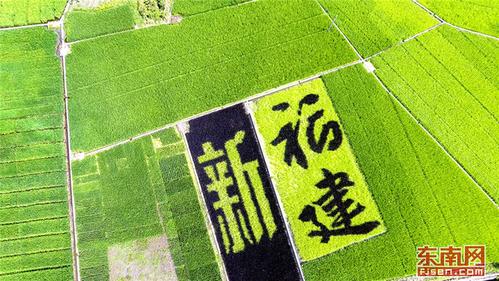 1502792791078066371.jpg 1、沙县夏茂省农科院杂交水稻育种基地稻田彩绘8月14日航拍图 季超 摄.jpg
