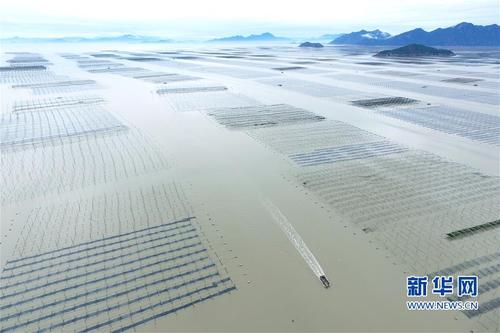 (经济)(2)福建霞浦:“海上农场”紫菜丰收
