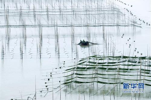 (经济)(6)福建霞浦:“海上农场”紫菜丰收