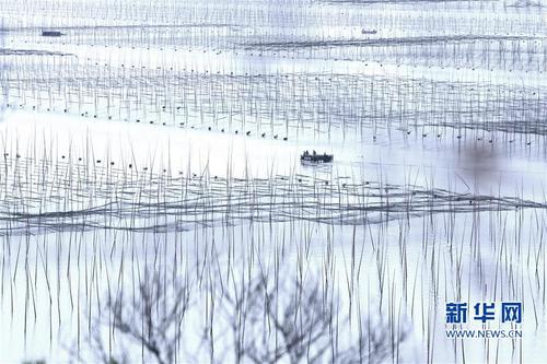 (经济)(7)福建霞浦:“海上农场”紫菜丰收
