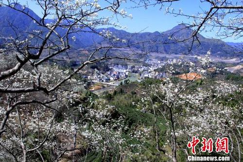 春色满园福建寿宁梨山花海引游人如织