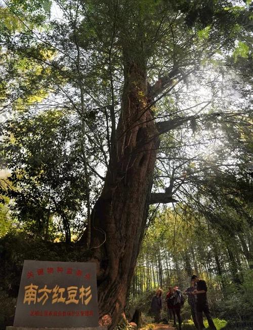 又获国家级称号!这个县堪称福建“绿肺”!每一口呼吸都是宝!(2)