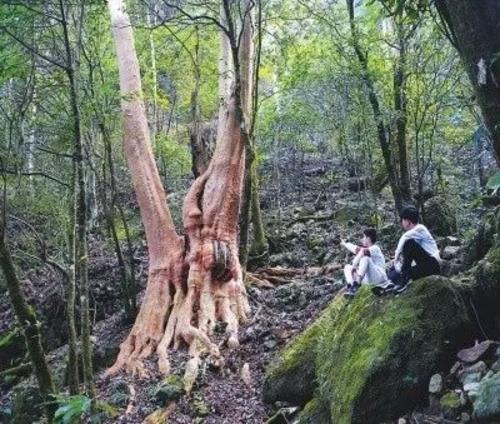 又获国家级称号!这个县堪称福建“绿肺”!每一口呼吸都是宝!(2)