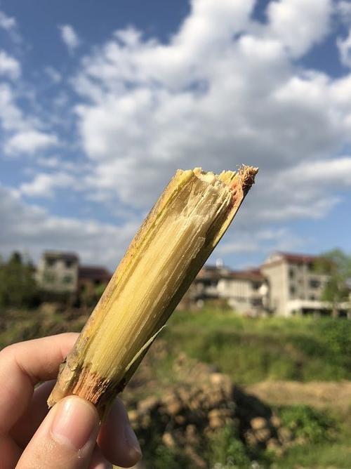 将乐:福建最幸福的县城 藏着“东方巧克力”