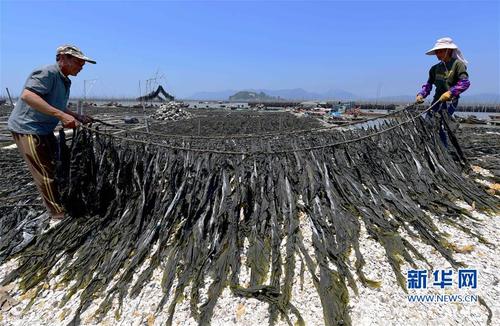 (经济)(1)霞浦:“海带之乡”收成忙