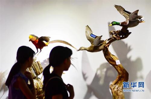 （文化）（4）第四届中国动物标本大赛作品向公众开放