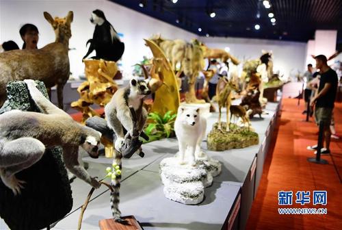 （文化）（5）第四届中国动物标本大赛作品向公众开放