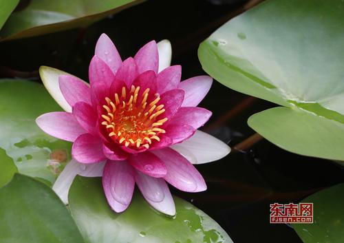 茶亭公园荷花盛开，颜色姿态各异 东南网记者 林峰峰 摄.jpg