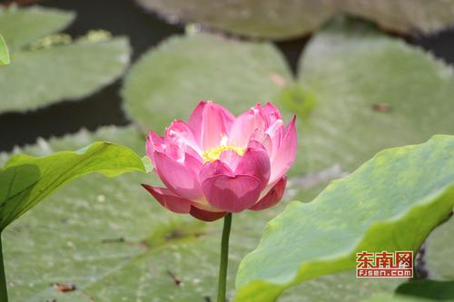 茶亭公园，映日荷花别样红 东南网记者 林峰峰 摄.jpg