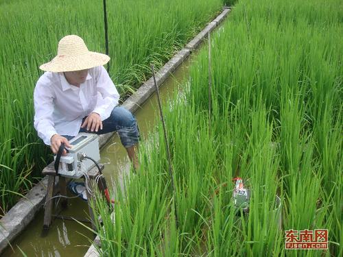 1562613899320078822.jpg (林淑霞收)技术人员正在进行水稻光合速率监测.jpg