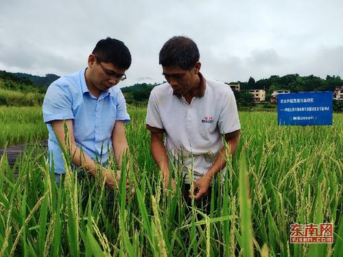 1562613812381053424.jpg (林淑霞收)王飞与刘慎斌正在长期定位试验点查看水稻分裂数.jpg