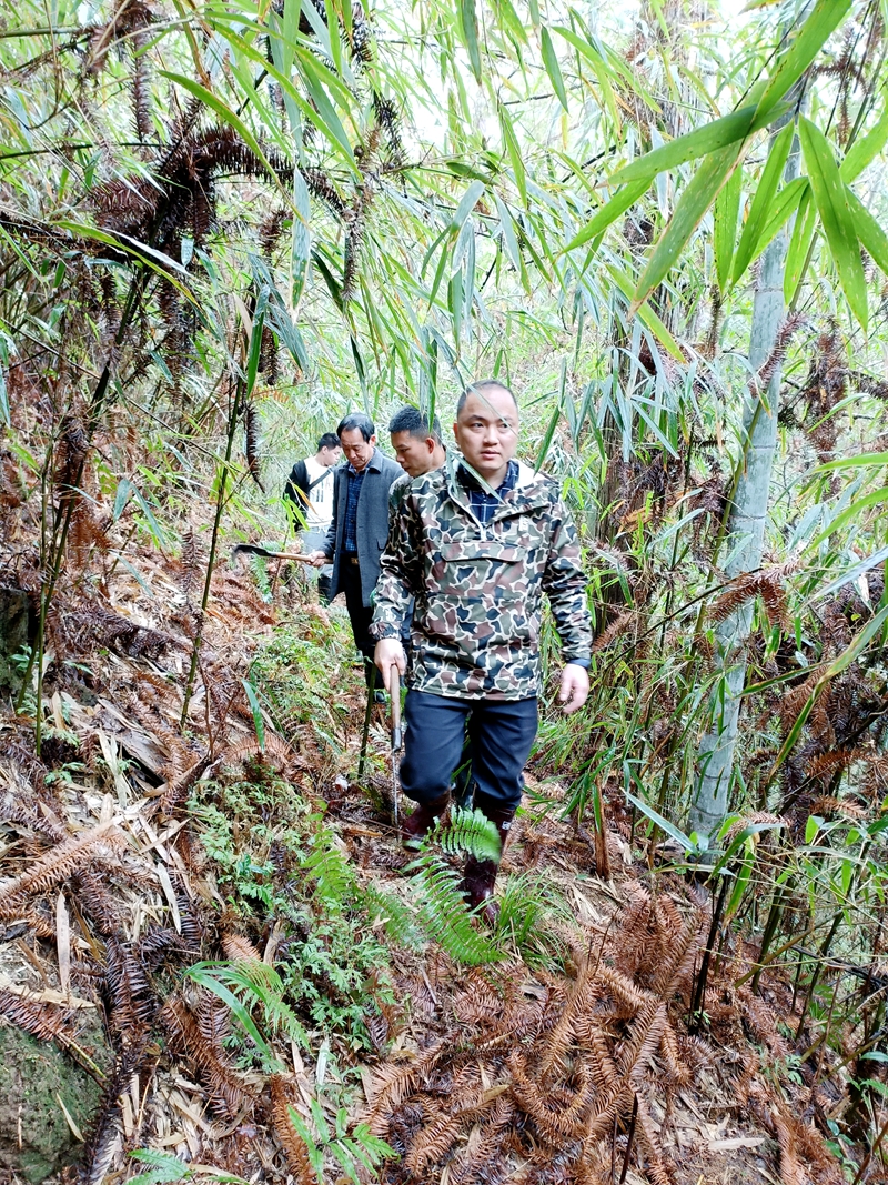 上山考察适合林下种植区域1.jpg