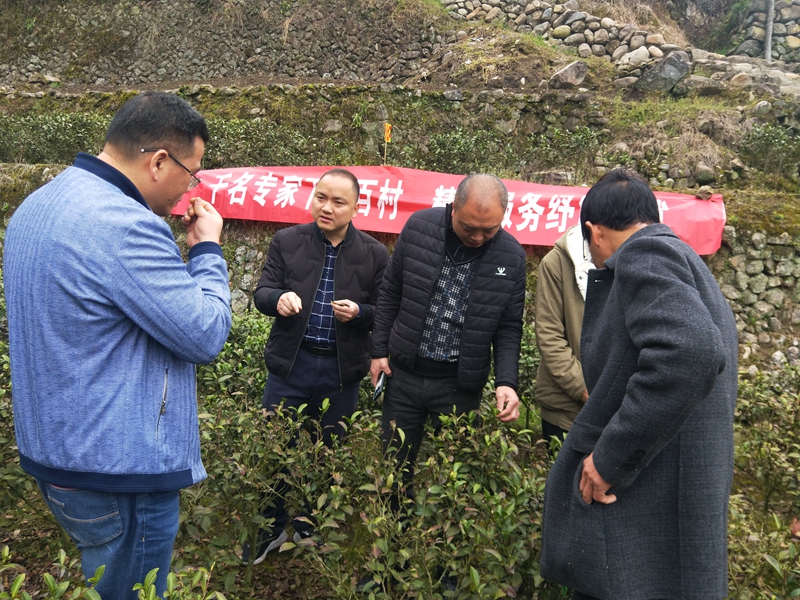 邀请茶业专家现场技术指导.jpg