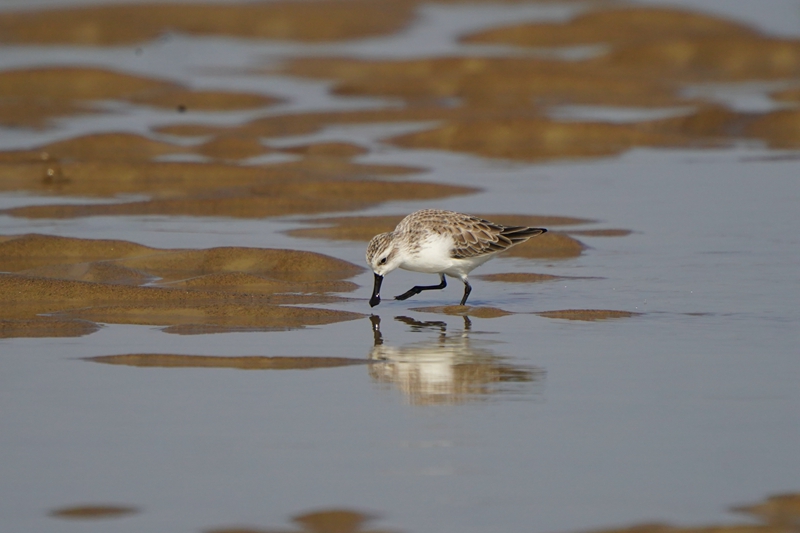 勺嘴鹬 郑航.JPG