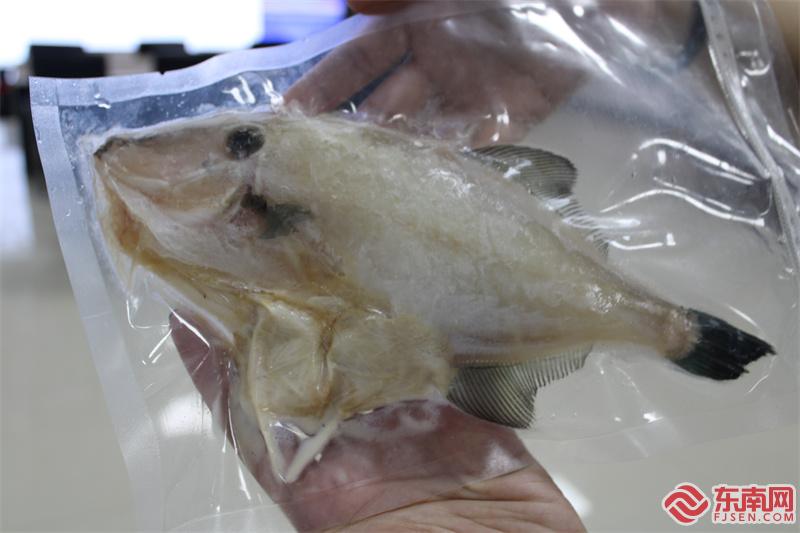 科技开放日活动现场展示的“绿鳍马面鲀”冻品。东南网见习记者 周霞 摄.jpg