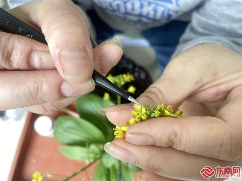 剥蕊授粉2.jpg