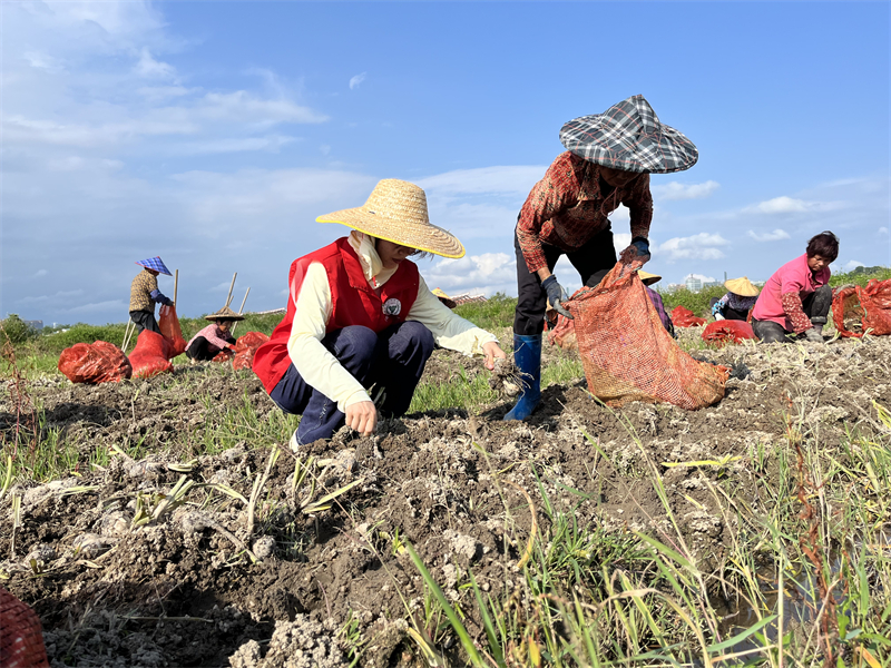 漳州水仙花科技小院入驻研究生正在帮助农户采收水仙花球 福建省科协供图.jpg
