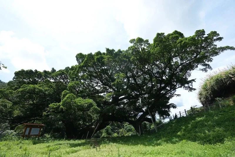 最美榕树 福州市闽侯县青口镇东台村。.jpg