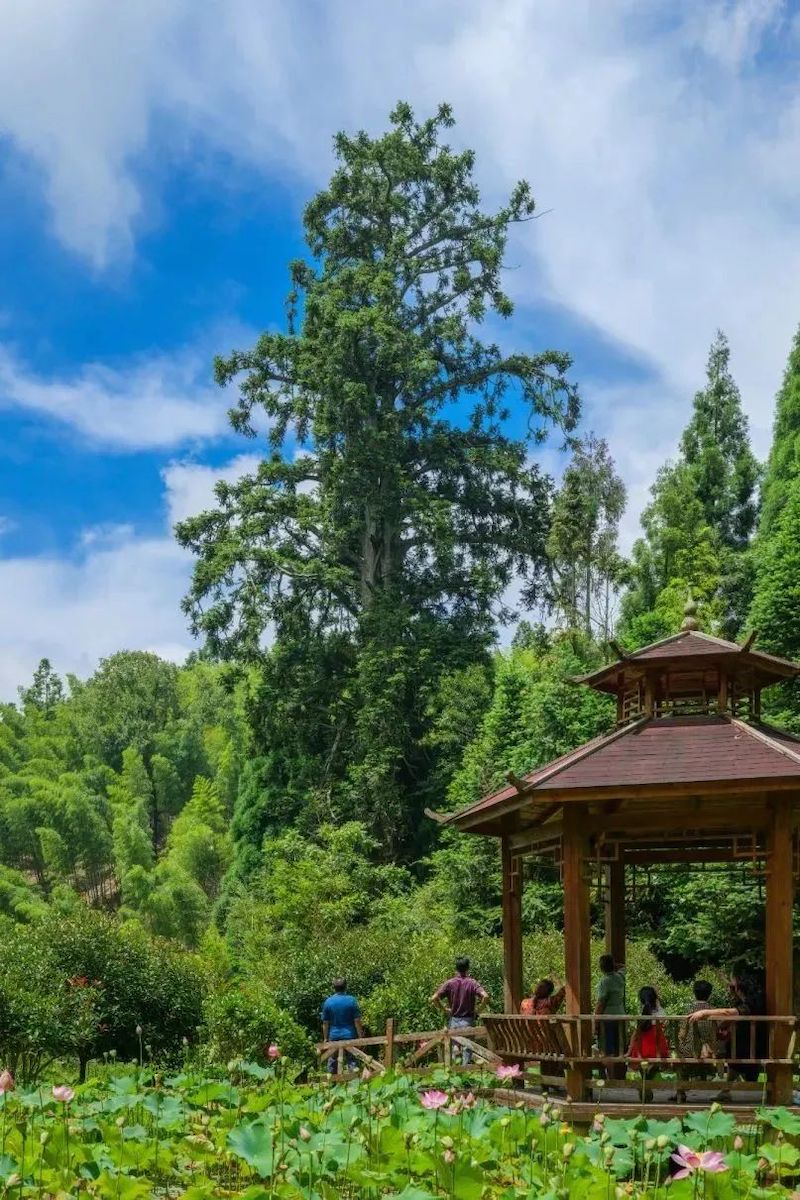 最美杉木 地址：龙岩市连城县曲溪乡罗胜村。.jpg