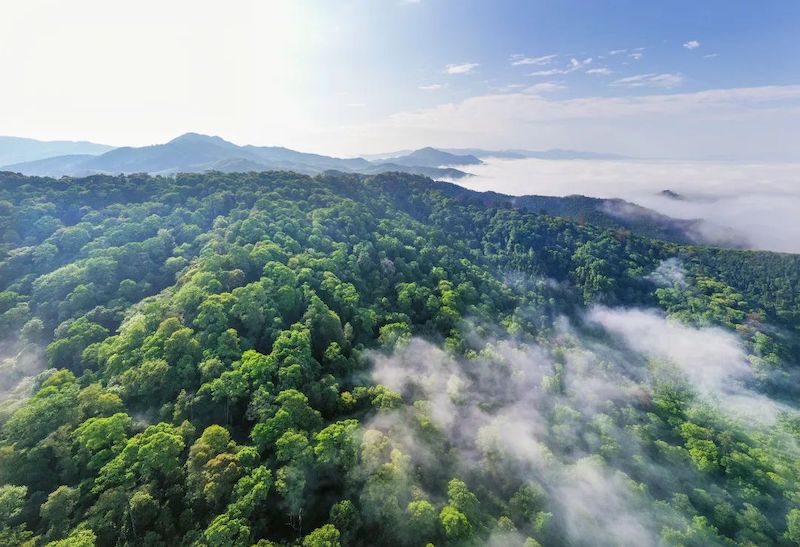 最美古树群 建瓯市沉水樟古树群.jpg