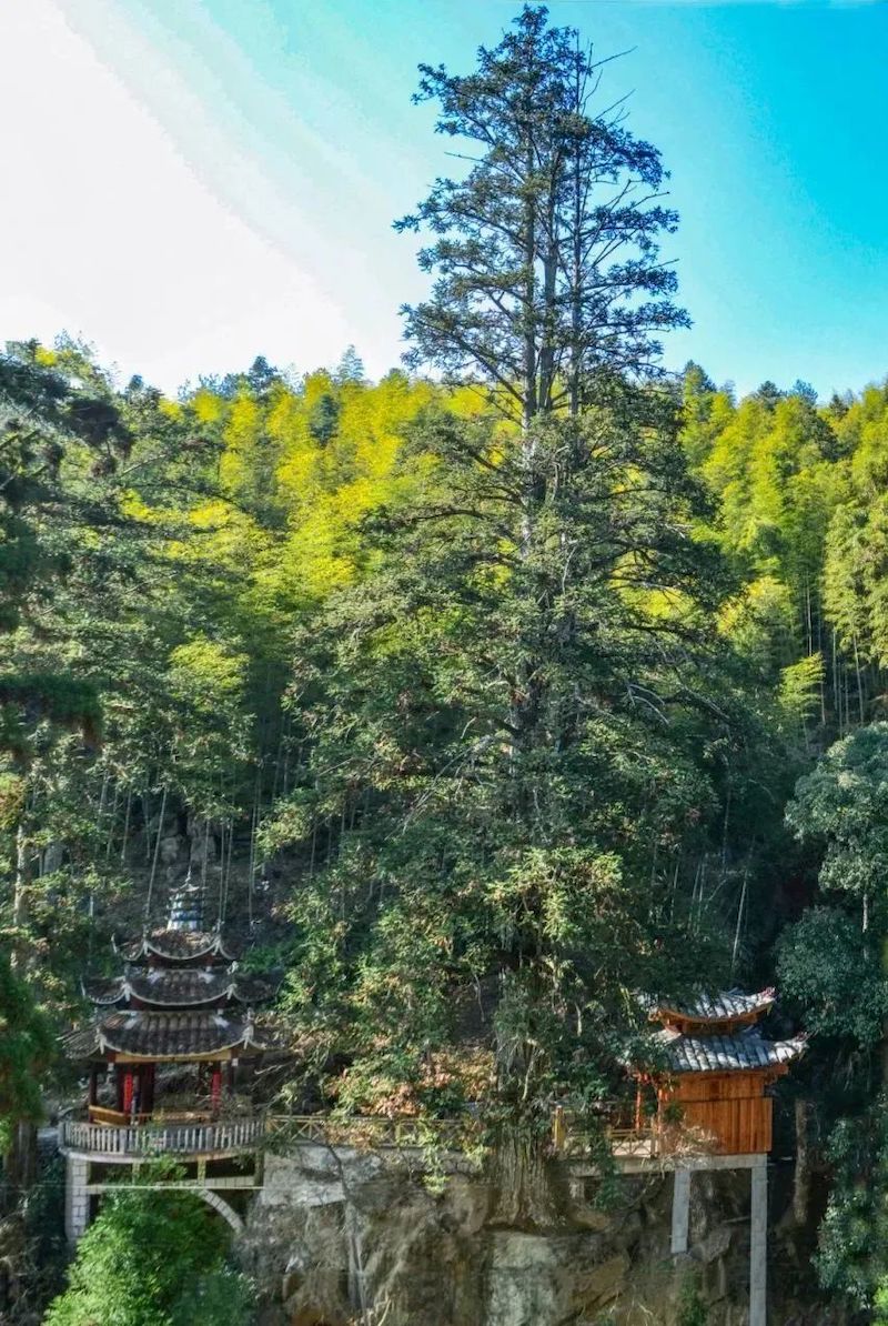 最美杉木。南平市政和县岭腰乡锦屏村。.jpg