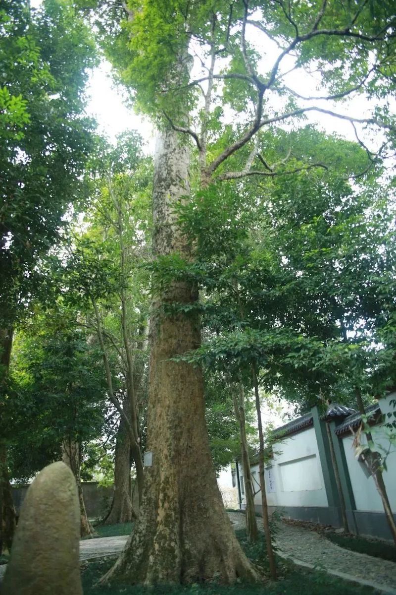 最美楠树 宁德市蕉城区洋中镇溪旁村。.jpg