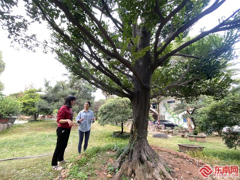 东南网记者颜财斌 摄 (1).jpg