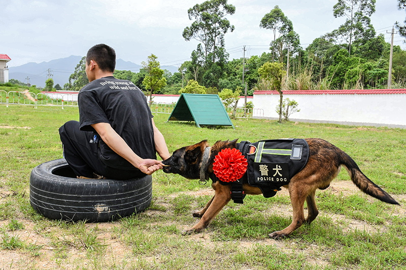 图9警犬解救人质。  冯之枫 摄.jpg