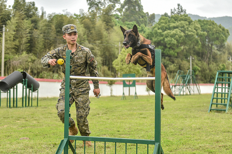 图4警犬课目：越障。  冯之枫 摄.jpg