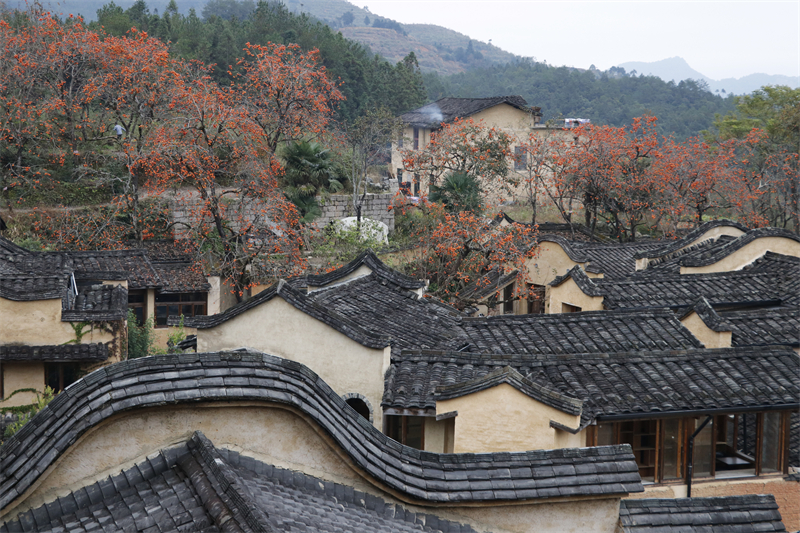 柿子成熟时，四坪村俯瞰。.jpg