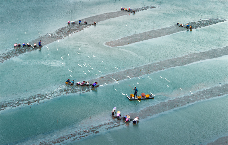 6、20240531拍摄于福建霞浦《海上蛏丰，收获时光》王玲珠13506962223.jpg