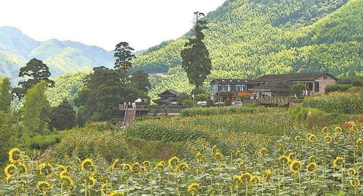 葵花绽放迎客来