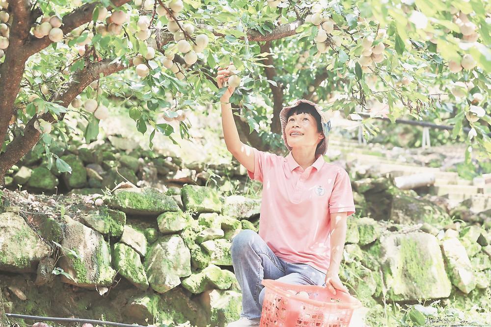 福安芙蓉李下话丰年