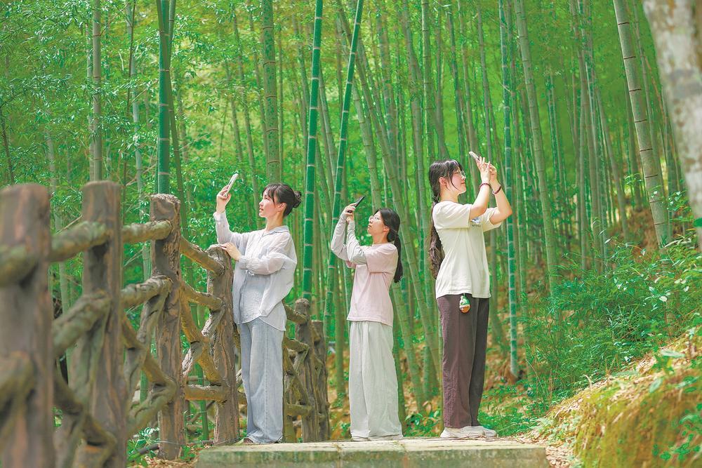 宁化县：游客漫步百竹园内，享受夏日清凉
