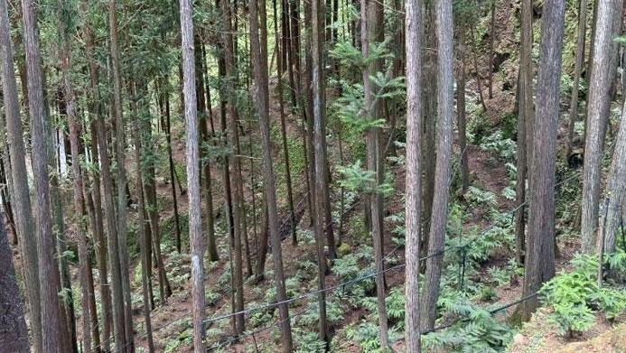 青山系上