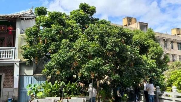 甜蜜来袭 莆田龙眼即将大量上市